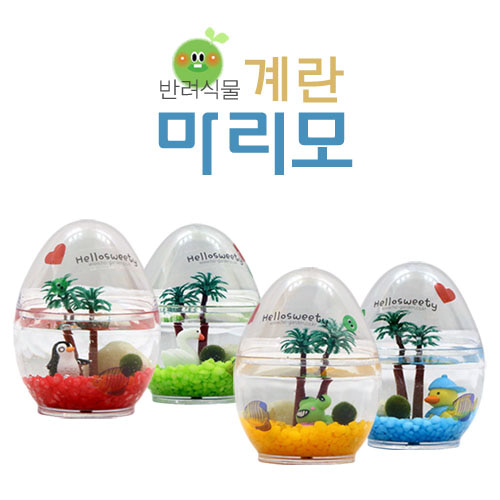 수경재배식물 계란케이스 마리모 반려식물 공기정화