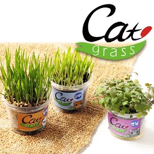 고양이 캣그라스 캣닢 보리 밀 고양이간식 고양이용품