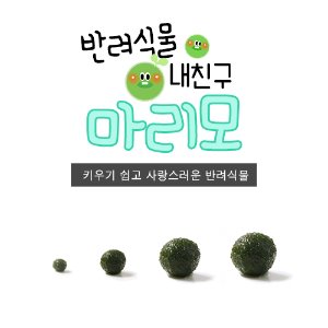 마리모(미니/소/중/대) 마리모밥 영양제 컨디셔너