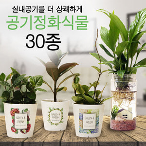 공기정화식물30종 수경재배식물 실내 화분 모음